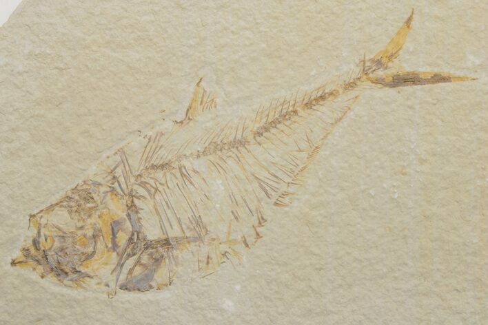 Fossil Fish (Diplomystus) - Green River Formation #217539